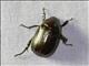 Scarab Beetle (Scarabaeida ssp3)
