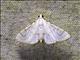 Pyralid Snout Moth (Pyralida ssp6)