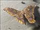 Emperor Moth (Rothschildia sp)