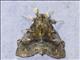 American Silkworm Moth (Zanola ssp)