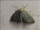 Geometer Moth (Geometera ssp7)