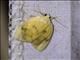 Lichen Moth (Pronola perdiffusa)