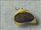 Lichen Moth (Pronola magniplaga)