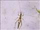 Smooth-legged Tree Cricket (Neoxabea ssp)