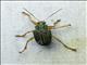 Leaf Beetle (Eumolpinae ssp)