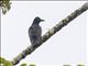 Amazonian Umbrellabird (Cephalopterus ornatus)