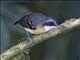 Black-faced Antbird (Myrmoborus myotherinus) - Female