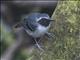 Black-faced Antbird (Myrmoborus myotherinus)