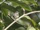 Brown-capped Vireo (Vireo leucophrys)