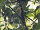 Gray-tailed Piha (Snowornis subalaris)