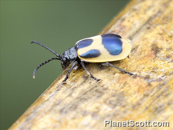 Leaf Beetle (Monocesta sp)