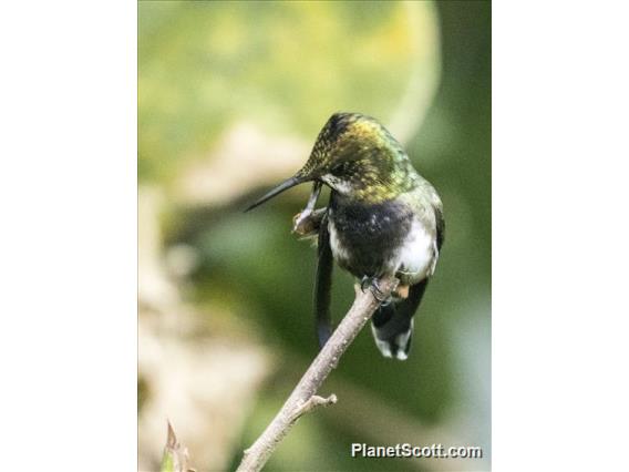 Wire-crested Thorntail (Discosura popelairii) - Female