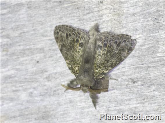 Tussock Moth (Erebida sp)
