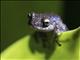 Spring Rainfrog (Pristimantis crenunguis)