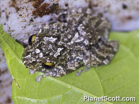 Marbled Rain Frog (Pristimantis ventrimarmoratus)