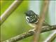 Spot-backed Antbird (Hylophylax naevius)