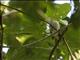 Rufous-naped Greenlet (Pachysylvia semibrunnea)