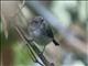 Black-and-white Tody-Flycatcher (Poecilotriccus capitalis)