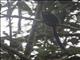 Black-mantled Tamarin (Saguinus nigricollis)
