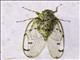 Cicada (Cicadadae sp2)