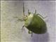 Stink Bug (Chlorocoris sp)