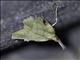 Tortricid Leafroller Moth (Platynota sp)