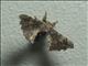 Silkworm Moth (Quentalia sp)