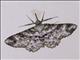 Tussock Moth (Erebida sp)