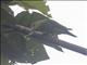 Cobalt-winged Parakeet (Brotogeris cyanoptera)