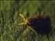 Mottled Pyrausta Moth (Pyrausta subsequalis)