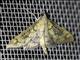 Pearl Moth (Mimorista subcostalis)