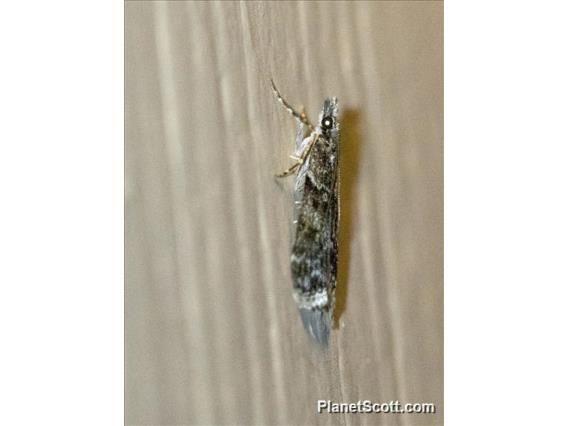 Crambid Snout Moth (Crambidae sp88)