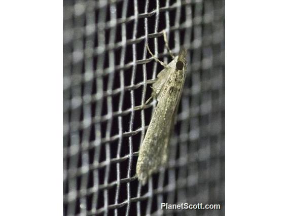 Crambid Snout Moth (Crambidae sp89)