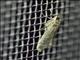 Crambid Snout Moth (Crambidae sp89)