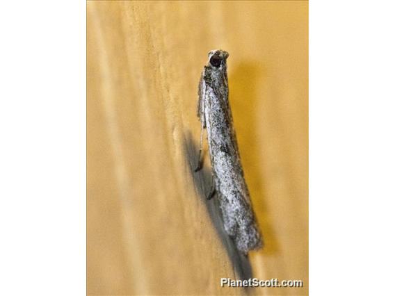 Crambid Snout Moth (Crambidae sp90)
