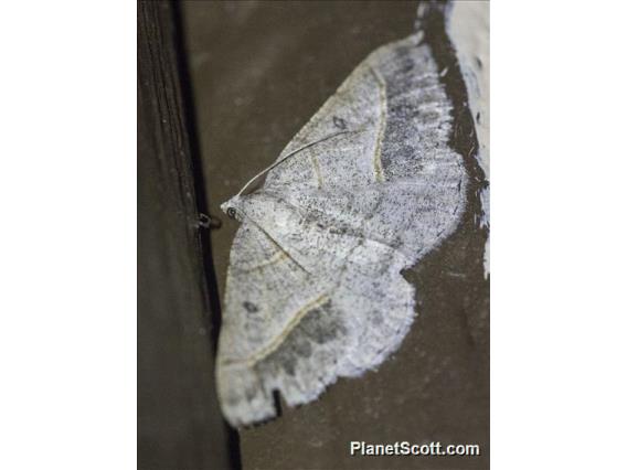 Geometer Moth (Digrammia neptaria)