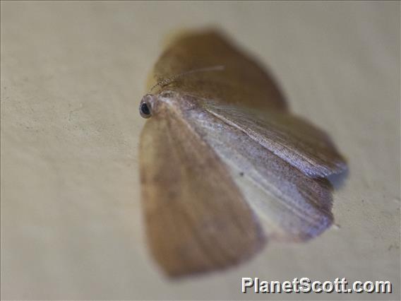 Geometer Moth (Drepanulatrix sp)