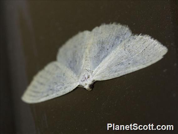 Caberini Moth (Eudrepanulatrix rectifascia)