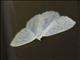 Caberini Moth (Eudrepanulatrix rectifascia)