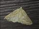 Geometer Moth (Sabulodes edwardsata)