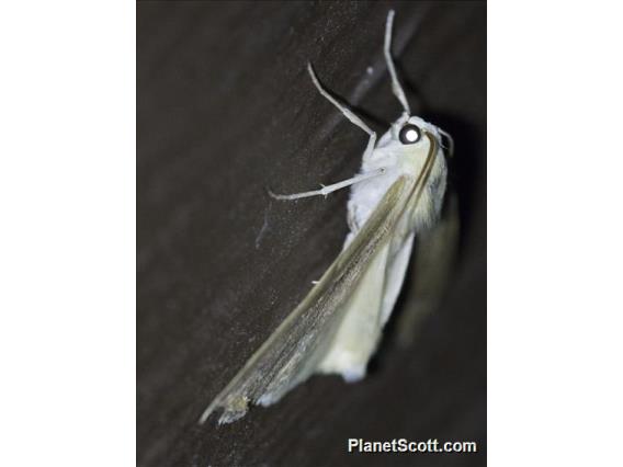 Geometer Moth (Sabulodes edwardsata)