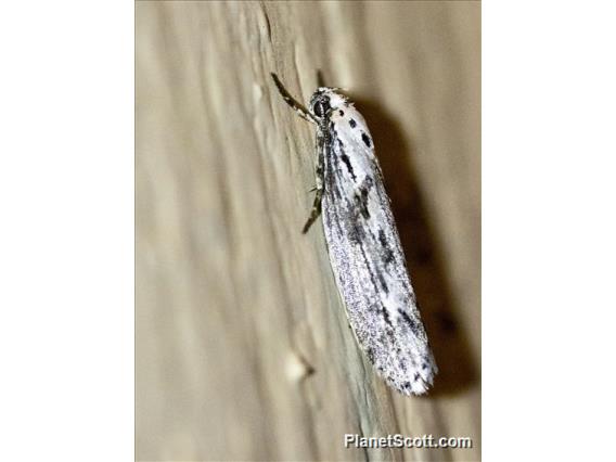 Flat-bodied Moth (Ethmia sp)