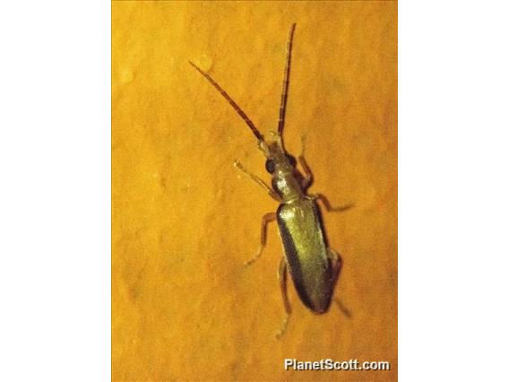 False Blister Beetle (Oedemeridae sp)