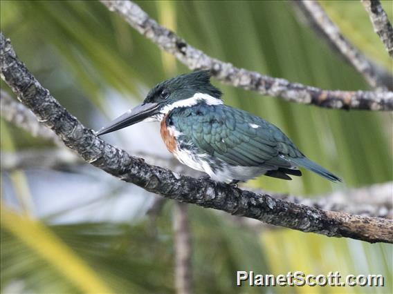 Amazon Kingfisher (Chloroceryle amazona)