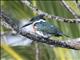 Amazon Kingfisher (Chloroceryle amazona) - Male