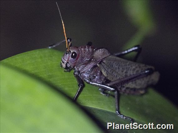Reticulate Lubber Grasshopper (Romalea reticulata)
