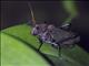 Reticulate Lubber Grasshopper (Romalea reticulata)