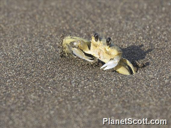 Atlantic Ghost Crab (Ocypode quadrata)