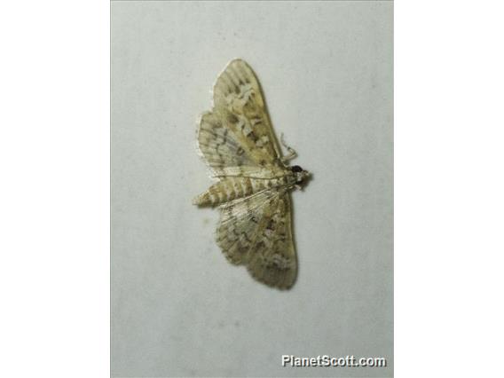Crambid Snout Moth (Crambidae sp_cr)