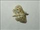 Crambid Snout Moth (Crambidae sp_cr)